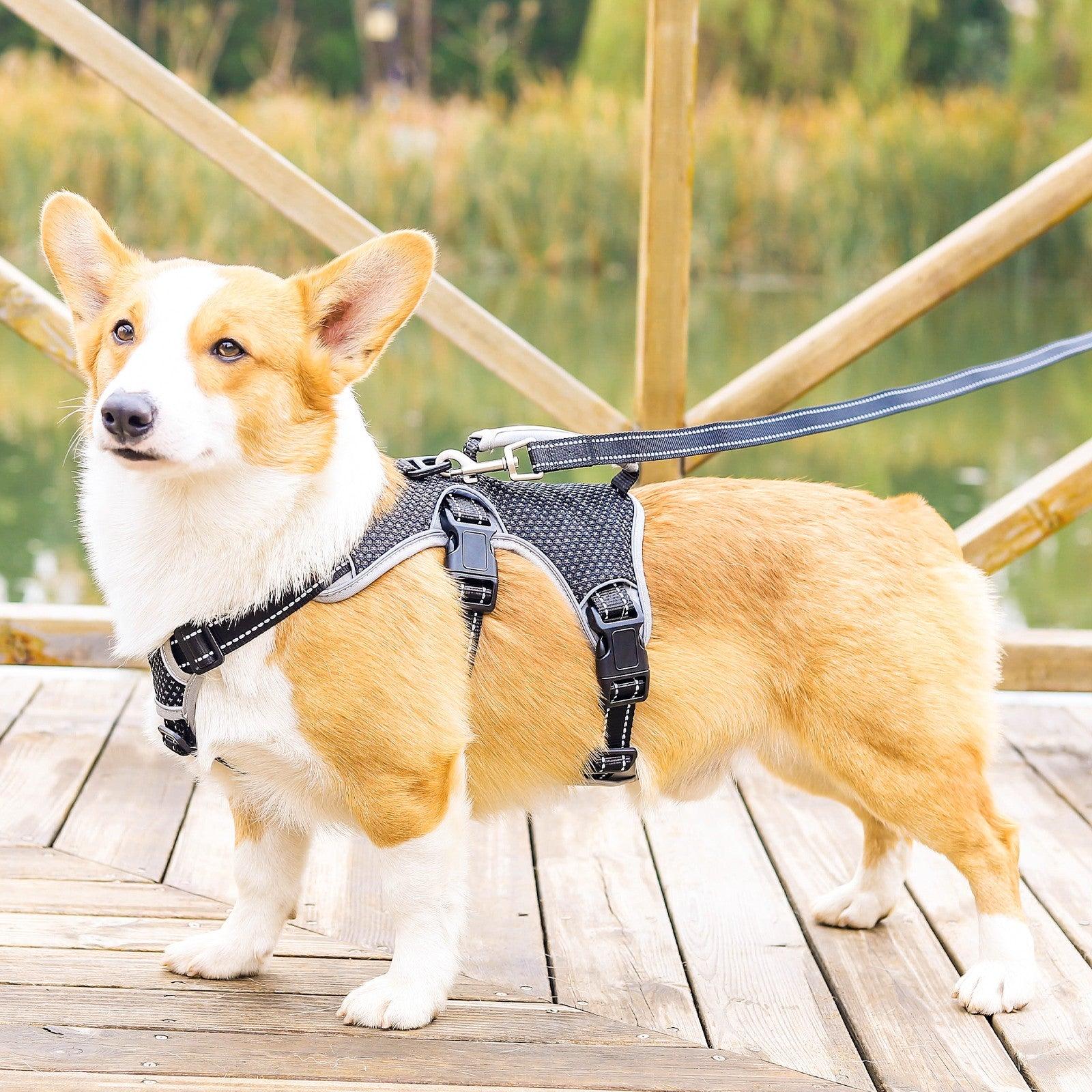 Corgi puppy harness hotsell