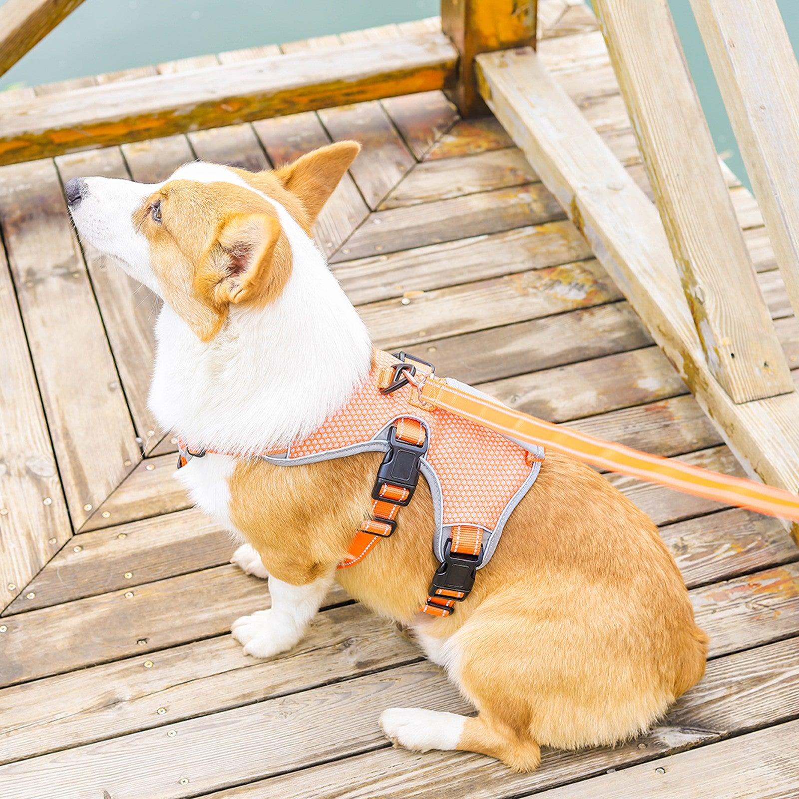 Best harness for corgi puppy best sale